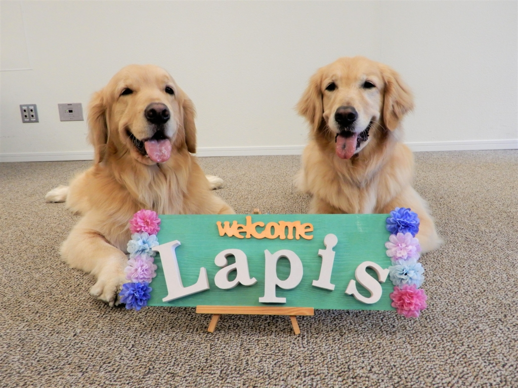 介護老人福祉施設　寿里苑ラピス(大阪府大阪市淀川区/看護師・准看護師・看護助手)_2