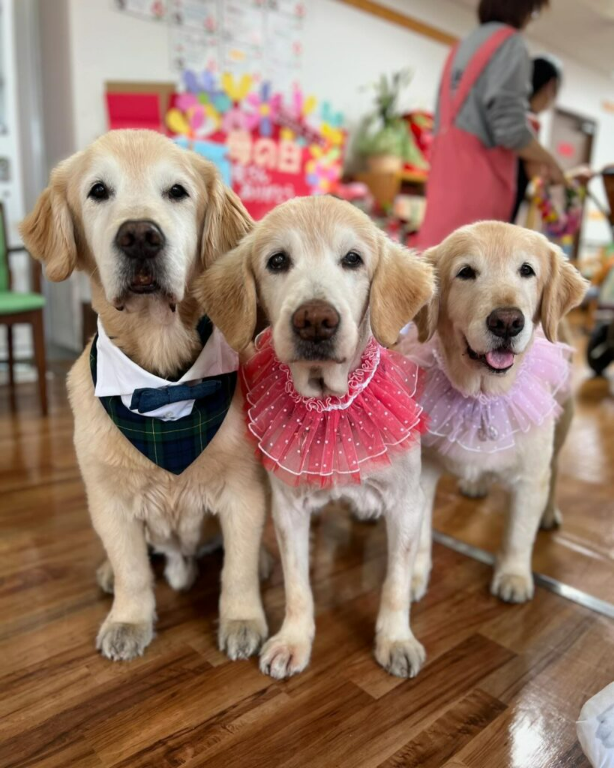 介護老人福祉施設　寿里苑サラ(大阪府松原市/河内松原駅/タクシー・バス・運転代行)_3